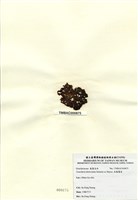 藏品(扁龍鬚菜)的圖片